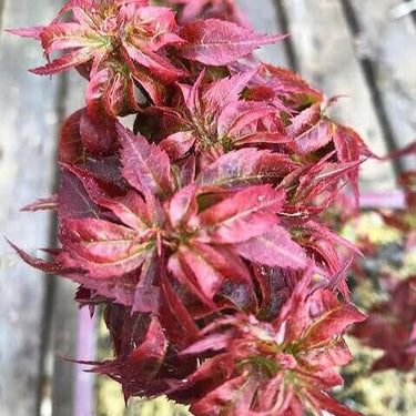 Acer palmatum 'Kurenai jishi' Red Lion's head Maple